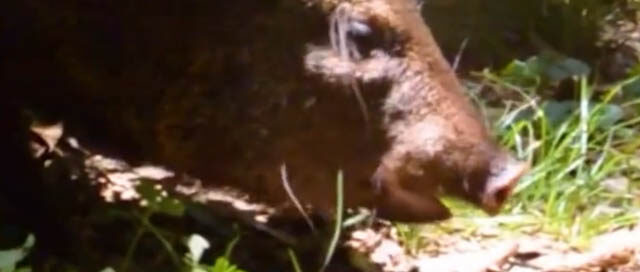 Siete pecaríes de collar rehabilitados fueron liberados en un área protegida de Misiones Siete pecaríes de collar rehabilitados fueron liberados en un área protegida de Misiones