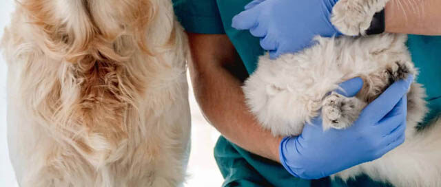 IGUAZÚ: Entregarán turnos para castración gratuita de mascotas que se realiza el 26/11