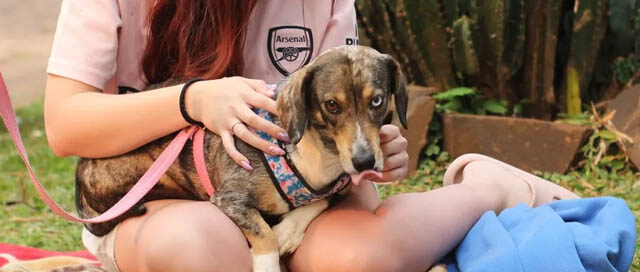 POSADAS: IMuSA acerca servicios veterinarios a distintos barrios de la ciudad POSADAS: IMuSA acerca servicios veterinarios a distintos barrios de la ciudad