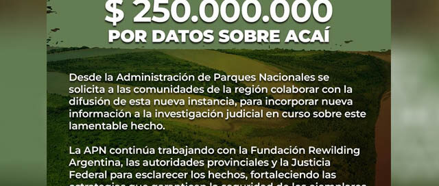 Buscan a la yaguareté Acaí y ofrecen 250 MILLONES de recompensa Buscan a la yaguareté Acaí y ofrecen 250 MILLONES de recompensa