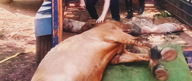 POSADAS: Operativo policial rescató a un caballo que colapsó por agotamiento POSADAS: Operativo policial rescató a un caballo que colapsó por agotamiento