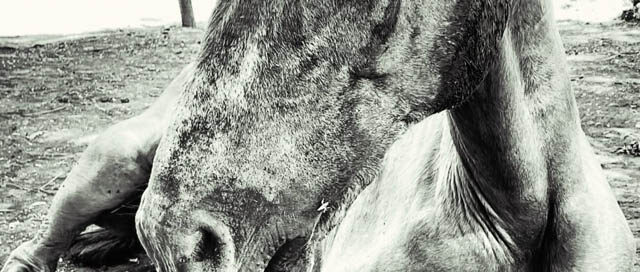 POSADAS: Murió un caballo rescatado y detuvieron a su dueño por presunto maltrato animal POSADAS: Murió un caballo rescatado y detuvieron a su dueño por presunto maltrato animal