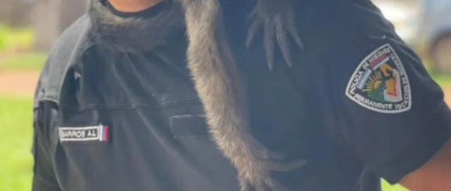 SAN JOSÉ: Un mono carayá apareció en una vivienda y fue derivado a un refugio SAN JOSÉ: Un mono carayá apareció en una vivienda y fue derivado a un refugio