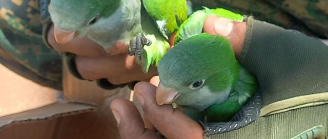 APÓSTOLES: Rescatan loros silvestres ofrecidos en redes sociales APÓSTOLES: Rescatan loros silvestres ofrecidos en redes sociales