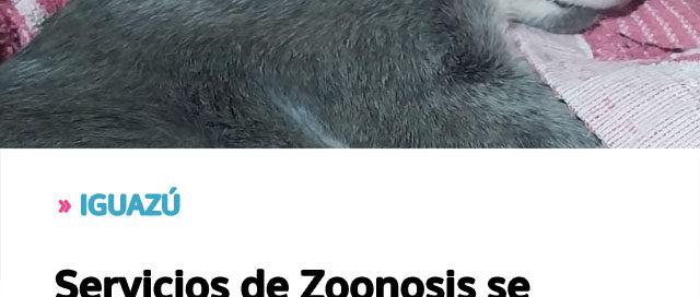 IGUAZÚ: Servicios de Zoonosis se mantienen activos durante enero IGUAZÚ: Servicios de Zoonosis se mantienen activos durante enero