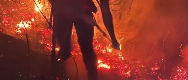 PANAMBÍ: Bomberos contuvieron un incendio en un pinar y evitaron daños mayores PANAMBÍ: Bomberos contuvieron un incendio en un pinar y evitaron daños mayores