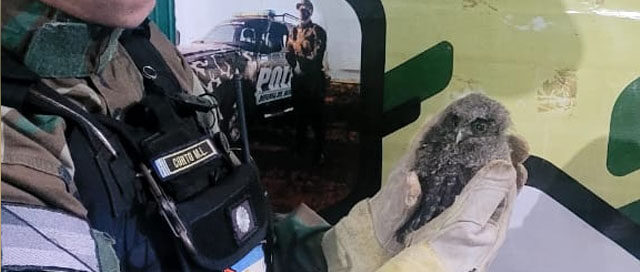 SAN VICENTE: Rescataron a un pichón de Alilí Cucú en estado vulnerable SAN VICENTE: Rescataron a un pichón de Alilí Cucú en estado vulnerable