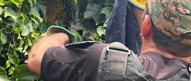 WANDA: La Policía rescató y liberó un erizo silvestre hallado en una vivienda WANDA: La Policía rescató y liberó un erizo silvestre hallado en una vivienda