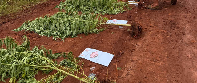 SAN IGNACIO: Hallan plantación de marihuana oculta en un pinar del barrio El Paraíso SAN IGNACIO: Hallan plantación de marihuana oculta en un pinar del barrio El Paraíso