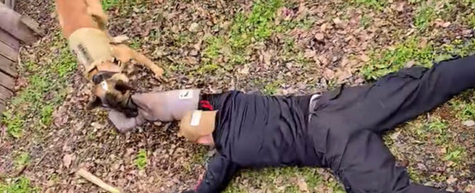 Suman nuevos operadores K9 al GOE para búsquedas, rescates y detección de narcóticos