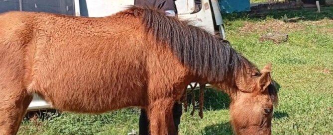 IGUAZÚ: La Policía resguardó a un caballo suelto cerca de la avenida República Argentina