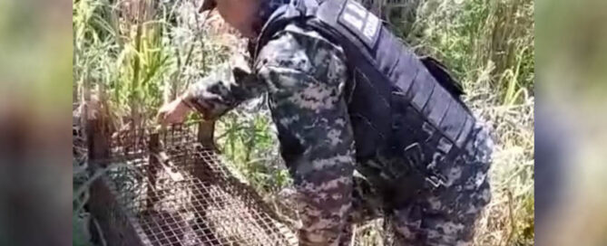 ALEM: Alarma por un supuesto intruso en una iglesia; era una zarigüeya y fue liberada