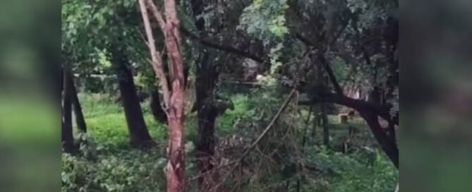 POSADAS: Investigan un posible avistamiento de puma en el barrio Pelerín