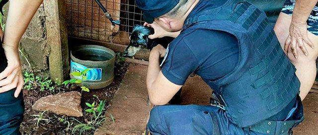 ELDORADO: Rescataron a un perro tras denuncias por maltrato reiterado