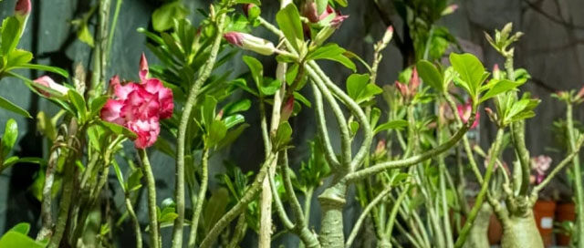 MONTECARLO: Diversificación productiva con flores tropicales y proyección a nuevos mercados MONTECARLO: Diversificación productiva con flores tropicales y proyección a nuevos mercados