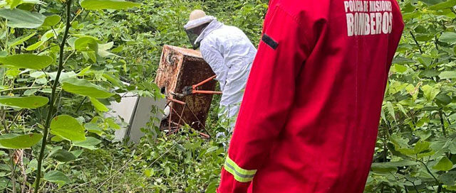 SANTO PIPÓ: Bomberos intervinieron por ataque de abejas y trasladaron un enjambre a un lugar seguro SANTO PIPÓ: Bomberos intervinieron por ataque de abejas y trasladaron un enjambre a un lugar seguro