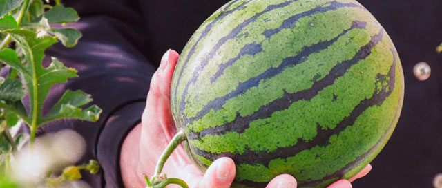 RUIZ DE MONTOYA: La Fiesta Provincial de la Sandía ofrecerá tres días de actividades y espectáculos