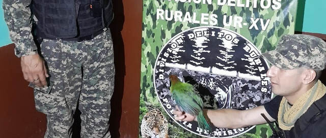 MONTECARLO: Rescatan un ave silvestre protegida en el barrio 9 de Agosto MONTECARLO: Rescatan un ave silvestre protegida en el barrio 9 de Agosto