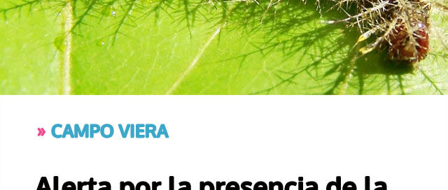 CAMPO VIERA: Alerta por la presencia de la peligrosa oruga taturana en la región CAMPO VIERA: Alerta por la presencia de la peligrosa oruga taturana en la región
