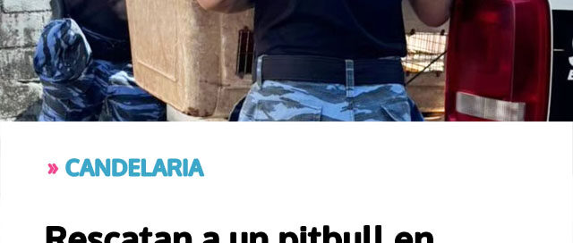 CANDELARIA: Rescatan a un pitbull en estado de maltrato gracias al aviso de vecinos CANDELARIA: Rescatan a un pitbull en estado de maltrato gracias al aviso de vecinos
