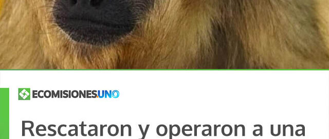 Rescataron y operaron a una mona carayá atropellada en cercanías del parque federal