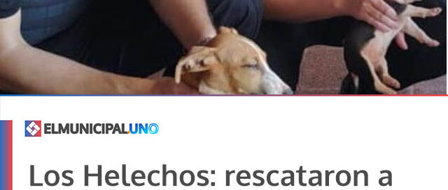 Los Helechos: rescataron a tres cachorros abandonados en cajas y fueron dados en adopción