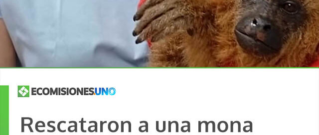 Rescataron a una mona carayá herida y la rehabilitan en el Parque Ecológico El Puma