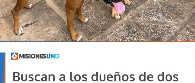Buscan a los dueños de dos perros hallados en la Ruta Provincial 4 en Leandro N. Alem