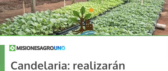 Candelaria: realizarán entrega de plantines para fortalecer las huertas familiares