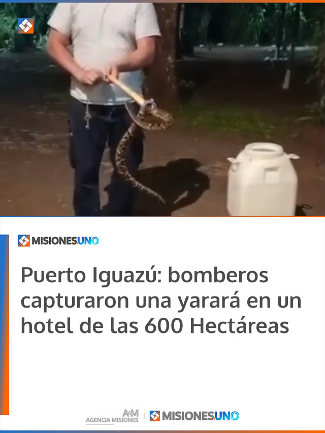 Puerto Iguazú: bomberos capturaron una yarará en un hotel de las 600 Hectáreas