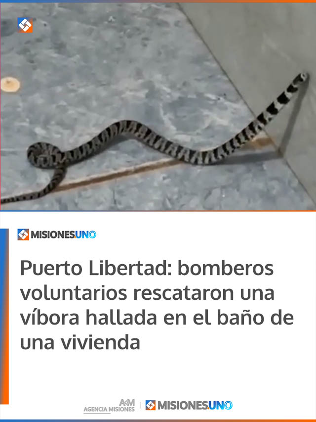 Puerto Libertad: bomberos voluntarios rescataron una víbora hallada en el baño de una vivienda