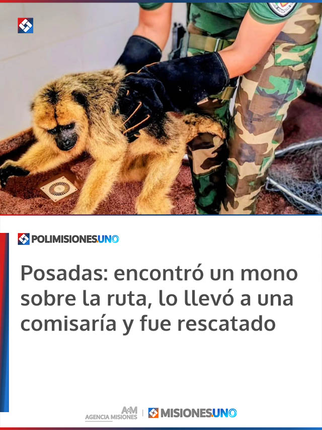Posadas: encontró un mono sobre la ruta, lo llevó a una comisaría y fue rescatado