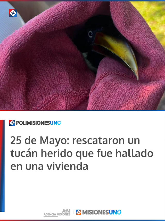 25 de Mayo: rescataron un tucán herido que fue hallado en una vivienda