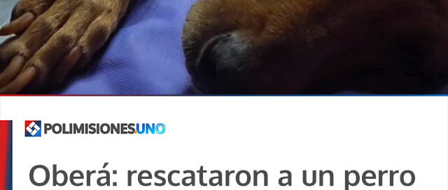 Oberá: rescataron a un perro en estado crítico tras una denuncia vecinal