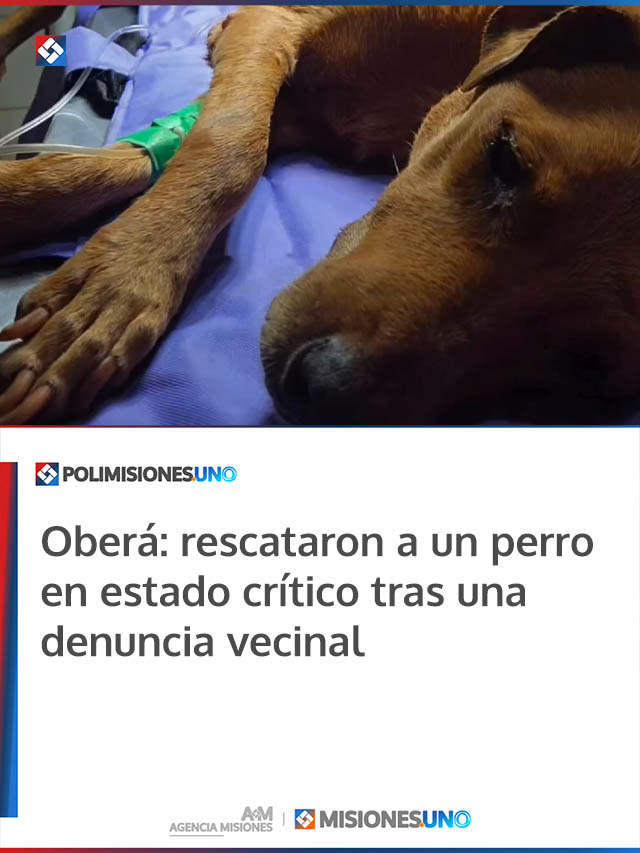 Oberá: rescataron a un perro en estado crítico tras una denuncia vecinal