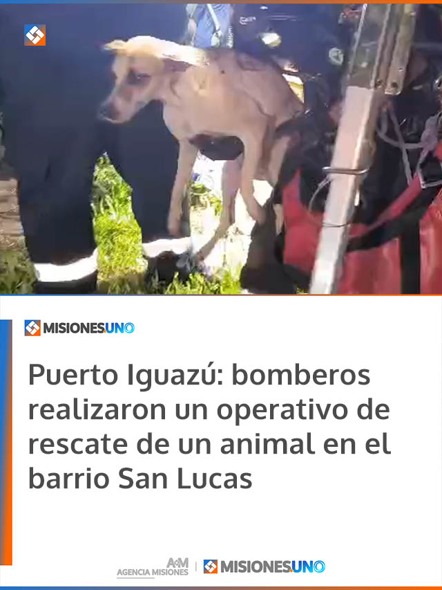 Puerto Iguazú: bomberos realizaron un operativo de rescate de un animal en el barrio San Lucas
