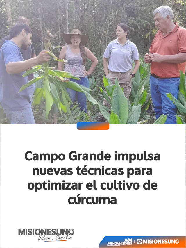 Campo Grande impulsa nuevas técnicas para optimizar el cultivo de cúrcuma