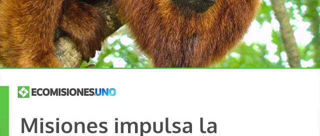 Misiones impulsa la reintroducción del mono carayá rojo para evitar su extinción en Argentina