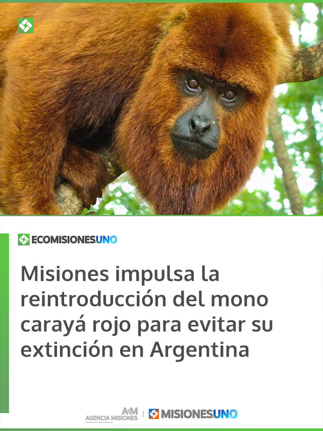 Misiones impulsa la reintroducción del mono carayá rojo para evitar su extinción en Argentina
