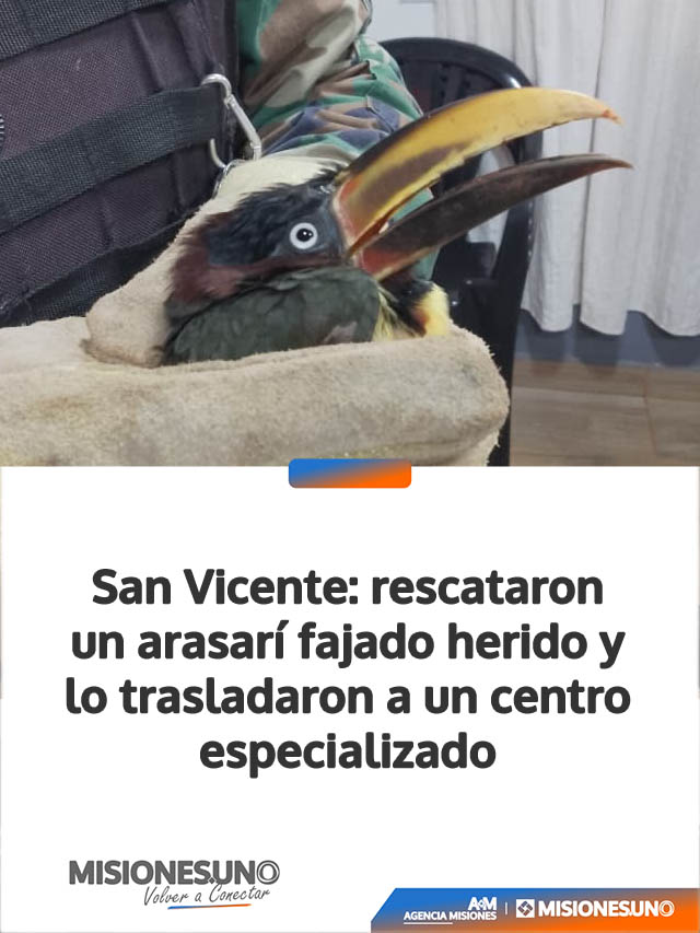 San Vicente: rescataron un arasarí fajado herido y lo trasladaron a un centro especializado