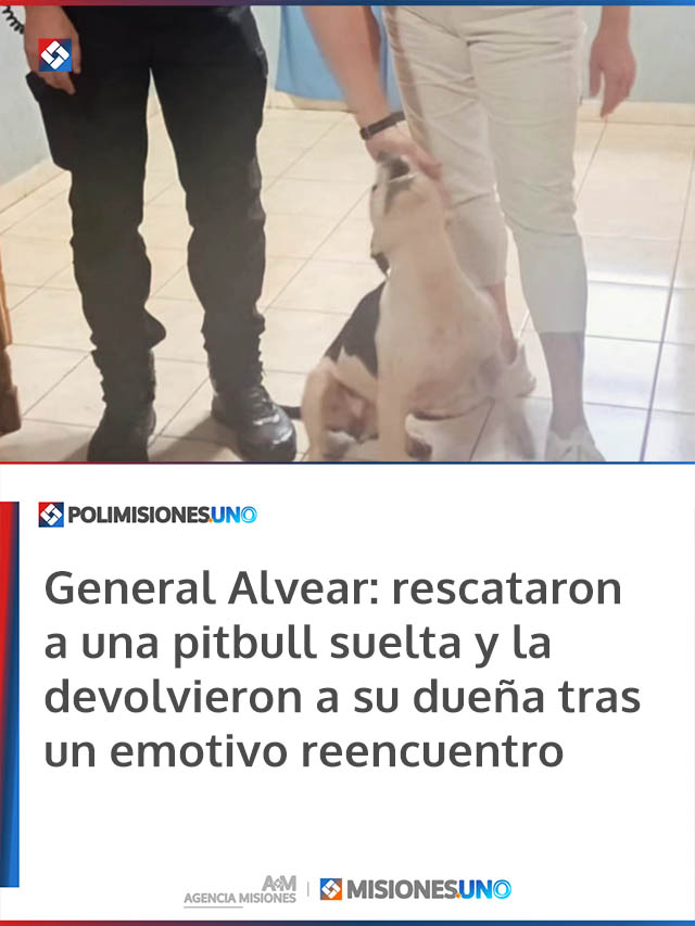 General Alvear: rescataron a una pitbull suelta y la devolvieron a su dueña tras un emotivo reencuentro