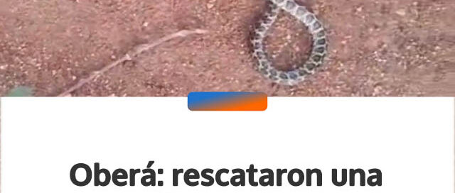 Oberá: rescataron una yarará dentro de una escuela del barrio Cien Hectáreas