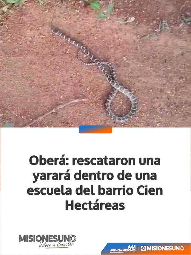Oberá: rescataron una yarará dentro de una escuela del barrio Cien Hectáreas