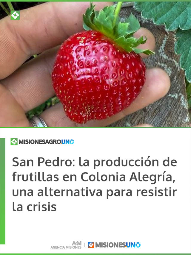 San Pedro: la producción de frutillas en Colonia Alegría, una alternativa para resistir la crisis