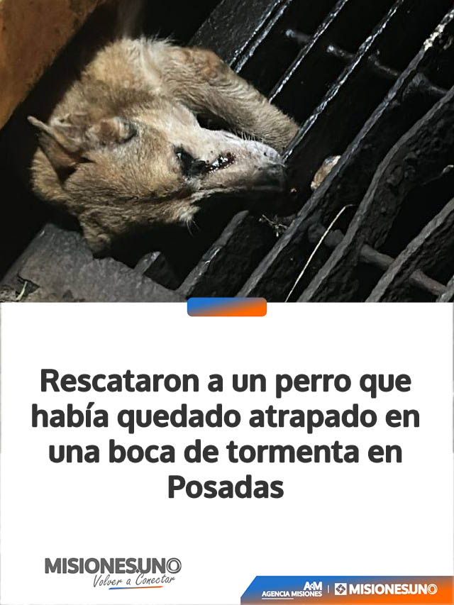 Rescataron a un perro que había quedado atrapado en una boca de tormenta en Posadas