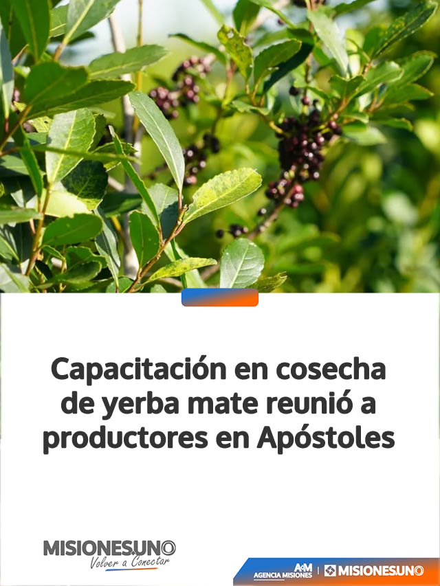 Capacitación en cosecha de yerba mate reunió a productores en Apóstoles